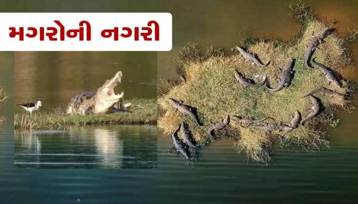 ગુજરાતનું આ શહેર બન્યું મગરોનું નગર, આંકડો સાંભળીને ચોંકી જશો...