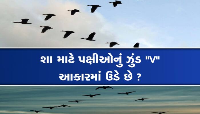 પક્ષીઓના ટોળા 'V' આકારમાં જ કેમ ઉડે છે? ખૂબ જ રસપ્રદ છે તેની પાછળનું કારણ