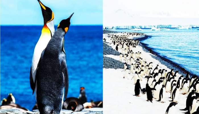હાડ થીજવતી ઠંડી વચ્ચે કઈ રીતે મોજથી રહે છે પેંગ્વીન? જાણો કેમ કહેવાય છે હિમ સમ્રાટ