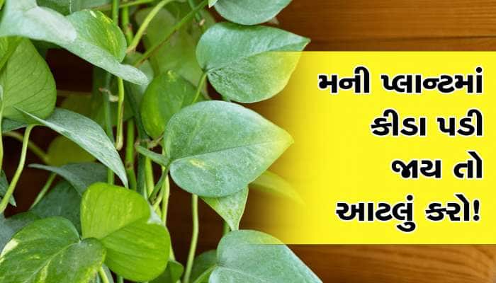 મની પ્લાન્ટમાં કીડા પડી જાય તો કેવી રીતે કેર કરશો?, જાણી લો આ ટિપ્સ