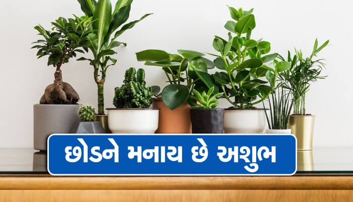 ભૂલથી પણ ઘરમાં ના લગાવો આ છોડ: પરિવારમાં કરાવશે ઝઘડા, પ્રગતિના દ્વાર થશે બંધ