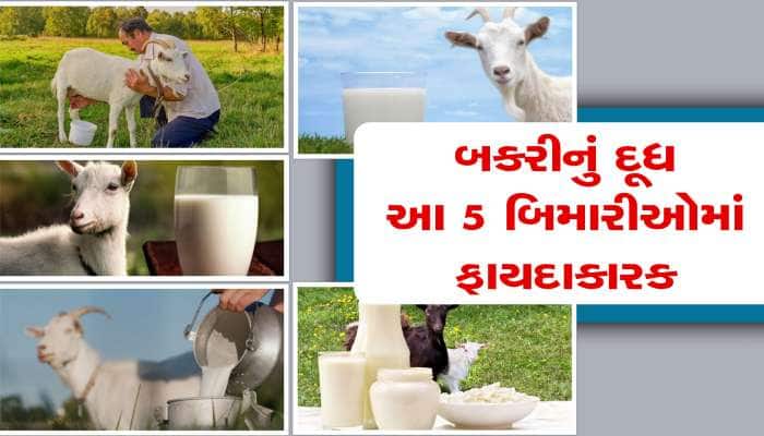 બકરીનું દૂધ અન્ય પ્રાણીઓના દૂધ કરતાં વધુ પૌષ્ટિક, આપે છે આ બિમારીઓ સામે રક્ષણ