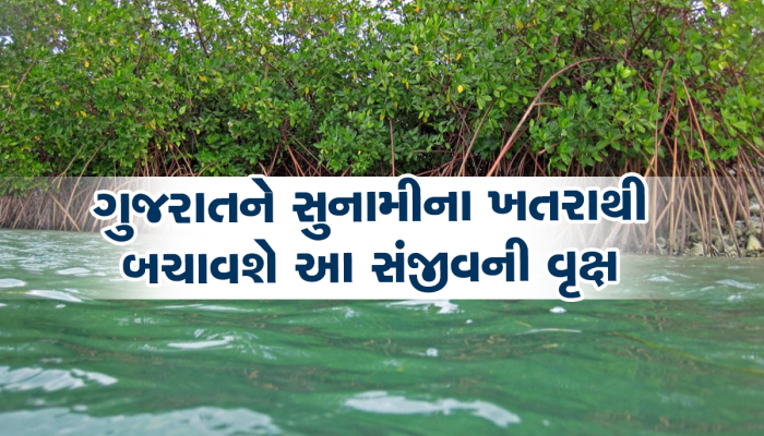 ગુજરાત પર હવે નહિ આવે સુનામીનું સંકટ, કાંઠાના લોકોનું રક્ષણ કરવા માટે શરૂ કરાયો ‘મિસ્ટી’ પ્રોજેક્ટ  
