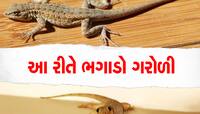 Chhipkali upay: ગરોળીના ત્રાસથી પરેશાન છો! એકવાર અજમાવી જુઓ આ 6 ઉપાય