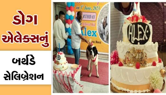 મેરઠમાં ડોગ એલેક્સનું બર્થ-ડે સેલિબ્રેશન, કેક કાપવામાં આવી,300 મહેમાનો આવ્યા