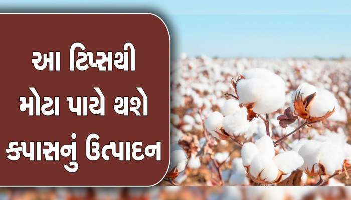 Farmers News: જો તમે પણ કપાસની ખેતી કરો છો તો આ વાતનું રાખો ખાસ ધ્યાન, સરકારે આપી મહત્વની માહિતી