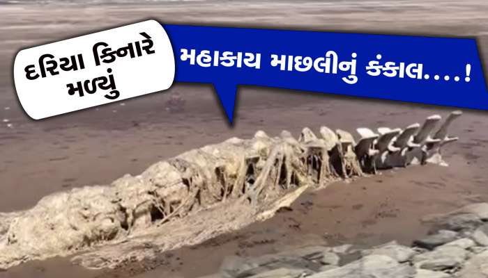 તિથલ દરિયા કિનારે જોવા મળ્યું મહાકાય માછલીનું કંકાલ, લોકોમાં કુતૂહલ
