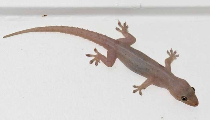 Lizard: હાથ પર અચાનક ગરોળી પડે તો થાય છે લાભ, જાણો અંગ પર ગરોળી પડવાના સંકેતો વિશે