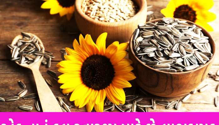 Sunflower Seeds: Sunflower Seeds: હાર્ટ અટેક અને કોલેસ્ટ્રોલથી બચાવે છે આ ફૂલનું બીજ