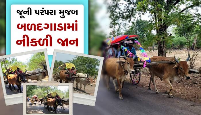 જૂની પરંપરાને જીવંત રાખવા બળદગાડામાં નિકાળવામાં આવી જાન, જાનૈયાઓ ઝૂમ્યા