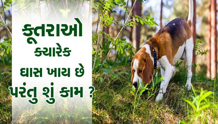 કૂતરાઓ ક્યારેક ઘાસ ખાય છે તમે જોયું છે ખરા? છુપાયેલું છે જબરદસ્ત કારણ