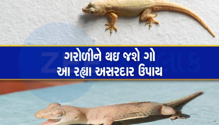 Lizards Control: ગરોળી જોતાં જ ગભરાઇ જાવ છો તમે? ઘરમાંથી ગરોળી ભગાડવાના 5 ધાંસૂ ઉપાય