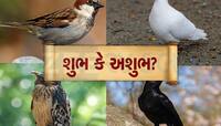 Sukan Shastra: જો ઘરની બહાર નીકળતા જ દેખાઈ જાય આ પક્ષી તો શુભ કે અશુભ?