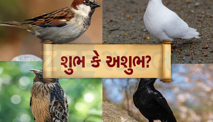 Sukan Shastra: જો ઘરની બહાર નીકળતા જ દેખાઈ જાય આ પક્ષી તો શુભ કે અશુભ?