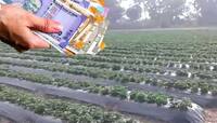 Agriculture: મલ્ચિંગ ટેક્નોલોજી વિશે ખાસ જાણો...જે ખેડૂતની કમાણી બમણી કરી નાખે છે