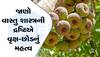 Vastu Tips: શ્રાવણ મહિનામાં રોપો આ છોડ, ખૂલી જશે બંધ કિસ્મતના દ્વાર, થશે ફાયદો જ ફાયદો