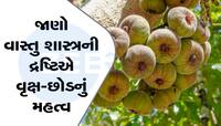 Vastu: શ્રાવણ મહિનામાં રોપો આ છોડ, ખૂલી જશે બંધ કિસ્મતના દ્વાર, થશે ફાયદો જ ફાયદો