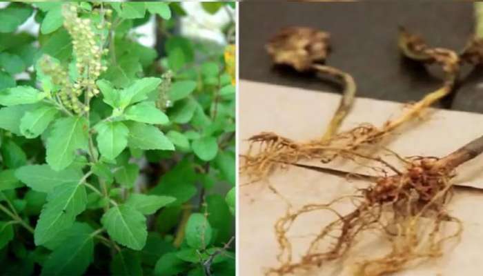 Tulsi Ke Upay: આજે સાંજ સુધીમાં કરી લો તુલસીનો આ ઉપાય, જીવનમાં ક્યારેય નહીં થાય પૈસાની તંગી
