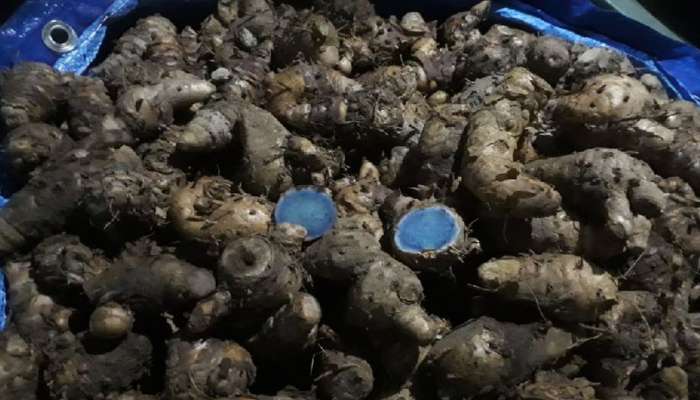 Black Turmeric: પીળી જ નહીં કાળી હળદર પણ છે સ્વાસ્થ માટે વરદાન, આ બીમારીઓમાં દવા જેવું કરે છે કામ