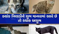 બિલાડી રસ્તે આડી ઉતરે તો તમે પણ ઉભા રહો છો? જાણો અંધવિશ્વાસ અને વૈજ્ઞાનિક કારણ