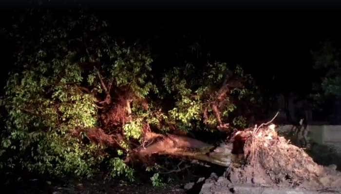 Cyclone Biparjoy: કચ્છમાં જોવા મળી વાવાઝોડાની ખતરનાક અસર, અનેક મોટા ઝાડ થયા ધરાશાયી
