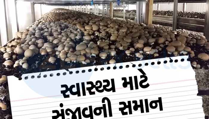 Mushroom: ખેતી કરી તો કરોડપતિ બની જશો, દુનિયાના સૌથી મોંધા મશરૂમની એડવાન્સમાં થાય છે બુકિંગ