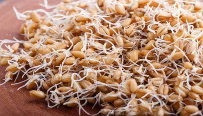 Sprouted Wheat: માત્ર ફણગાવેલા કઠોળ જ નહીં ફણગાવેલા ઘઉં પણ સ્વાસ્થ્ય માટે છે ગુણકારી