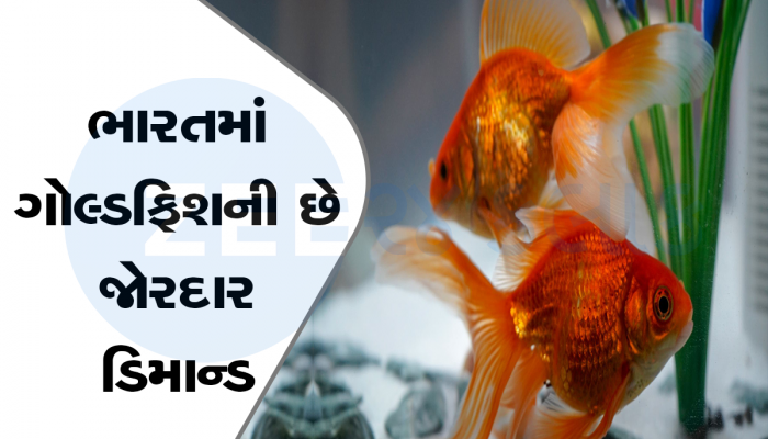Business Idea: ગુડલક લાવે છે આ માછલી, ઓછા ખર્ચમાં મળશે લાખોનો ફાયદો