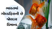 Business Idea: ગુડલક લાવે છે આ માછલી, ઓછા ખર્ચમાં મળશે લાખોનો ફાયદો