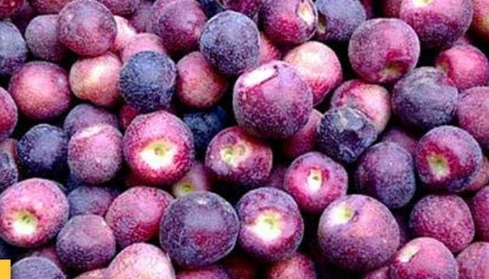 જાણો મહિલાના પ્રિય ફળ ફાલસાના ફાયદા, ઉનાળામાં અનેક બીમારીઓથી આપે છે રક્ષણ