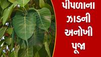 અમેરિકામાં બેઠા-બેઠા પાટીદારે બતાવ્યો વતન પ્રેમ, વાવાઝોડામાં પડેલ ઝાડને ઉભું કરવા...