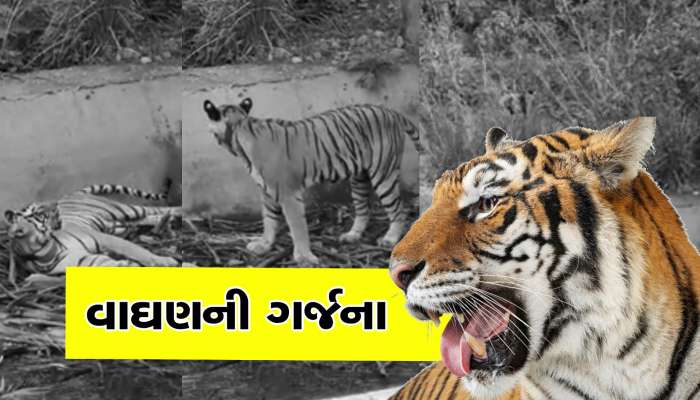 જુઓ વાઘણની ગર્જનાનો અદ્ભુત વીડિયો, પ્રવાસીઓ થયા રોમાંચિત