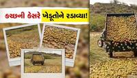 વાવાઝોડાએ કચ્છની કેસરનો સ્વાદ બગાડ્યો, હજારો ટન કેરી ખુલ્લામાં ઠાલવવા મજબૂર