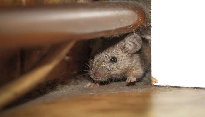 How To Get Rid Of Rats: ઉંદરને માર્યા વિના ભગાડો ઘરમાંથી બહાર, એકવાર આ કામ કર્યા પછી ઉંદર બીજી વાર નહીં દેખાય ઘરમાં