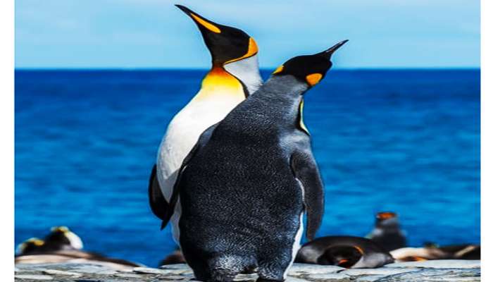 પેંગ્વીનને કેમ કહેવાય છે હિમ સમ્રાટ? હાડ થીજવતી ઠંડીમાં કેવી રીતે મેળવે છે ગરમી?