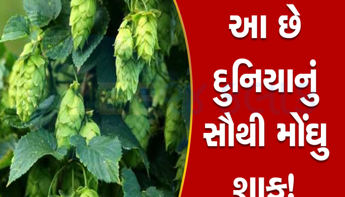 Hop Shoots: વિશ્વનું સૌથી મોંઘું શાક, કેન્સરથી બચવામાં પણ છે મદદરૂપ, કિંમત જાણીને તમે પણ ચોંકી જશો!
