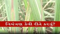 શેરડી પકવતા ખેડૂતો થઈ જશે બર્બાદ! સુરતમાં જોવા મળ્યો આ રોગનો ઉપદ્રવ, બચવા શું કરવું?