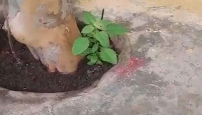 Viral: ઝાડ પાસે ઉગેલો તુલસીનો છોડ અચાનક કરે છે નૃત્ય, આ Video જોઈ તમે પણ દંગ રહી જશો