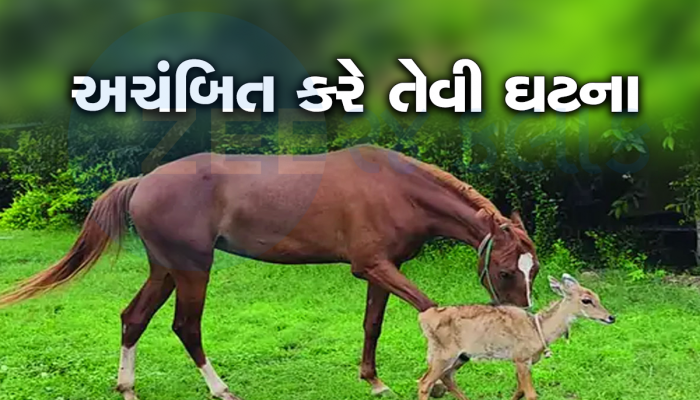 માણસો વફાદારી ચૂકે, પણ પ્રાણી નહિ : જામનગરની આ ઘોડી સામે માણસોની માનવતા પણ ફિક્કી પડી