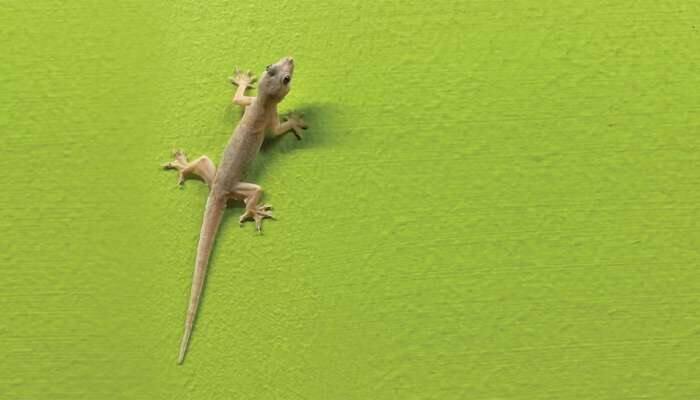 Get Rid Of Lizards: ગરોળી એકવારમાં જ ભાગી જશે ઘરમાંથી, અજમાવો આ દેશી નુસખા