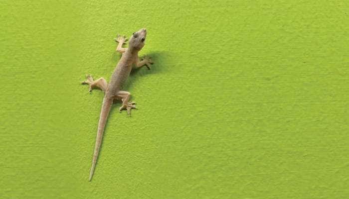 Get Rid Of Lizards: ગરોળી એકવારમાં જ ભાગી જશે ઘરમાંથી, અજમાવો આ દેશી નુસખા