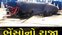 સાડા ત્રણ વર્ષની ઉંમરમાં કઈ રીતે 11,000 બાળકોનો બાપ બની ગયો આ ભેંસોનો 'વિકી ડોનર'?