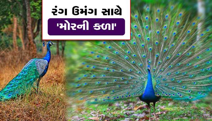 વરસાદી માહોલમાં મોરની કળા, નૃત્ય કરતા મોરનો વીડિયો કેમેરામાં કેદ