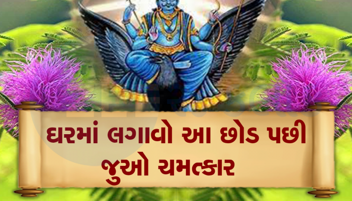 Shani Dev: શનિદેવને ખુબ જ પ્રિય છે આ 2 છોડ-ઝાડ, પુજા કરવાથી રાતોરાત ચમકી જશે કિસ્મત!