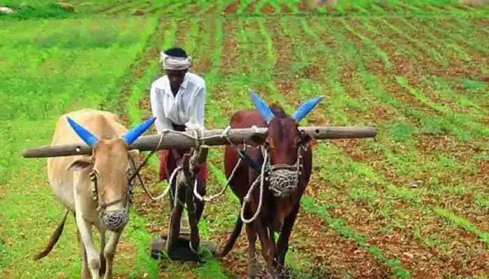 Gujarat Monsoon: સાર્વત્રિક વરસાદથી ખેડૂતો આનંદિત થઈ ગયા, ખરીફ પાકના વાવેતરની તૈયારી શરૂ કરી