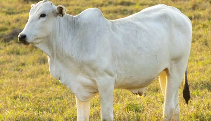 World's Most Expensive Cow: વિશ્વની સૌથી મોંઘી ગાય, ચોંકાવનારી છે કિંમત; ભારત સાથે છે ખાસ કનેક્શન