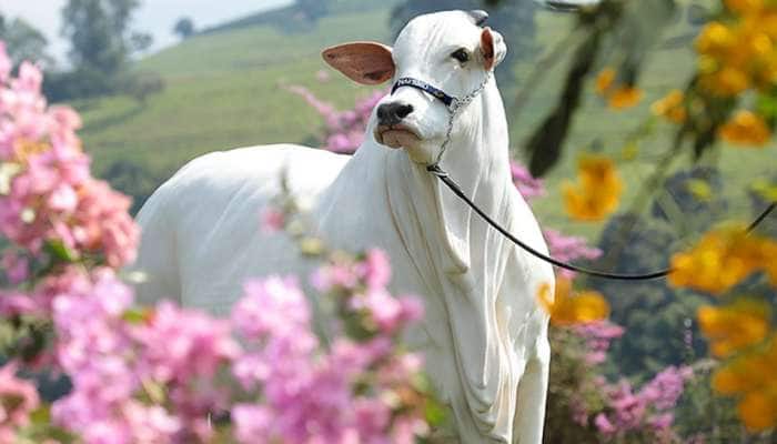 Most Expensive Cow: આ છે દુનિયાની સૌથી મોંઘી ગાય, ભારતના આ રાજ્ય સાથે છે ખાસ કનેકશન