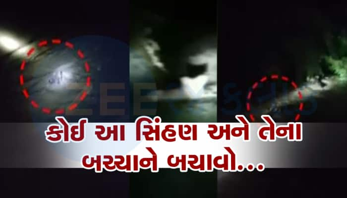 Amreli : પૂરના પાણીમાં 3 સિંહ તણાયા, વીડિયો સામે આવતા થયો ખુલાસો