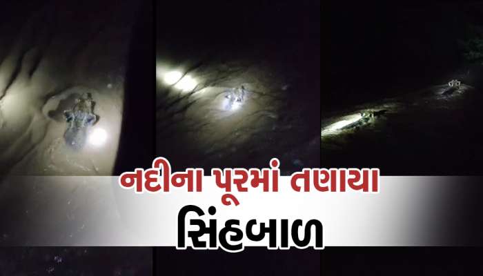 શેત્રુંજી નદીના પ્રવાહમાં સિંહબાળ તણાયા, જુઓ વાયરલ વીડિયો