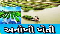 પૂરના પાણીથી નહીં ધોવાય પાક, તરતા બગીચામાં ખેતી કરવાથી થશે તગડી કમાણી